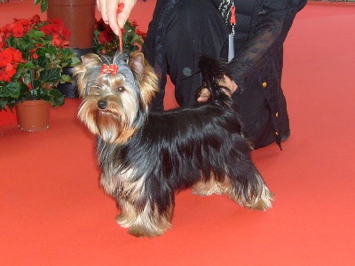 du Mazeroux de la Source Dorée - Domino Meilleur Puppy à Limoges !
