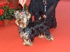  - Domino Meilleur Puppy à Limoges !