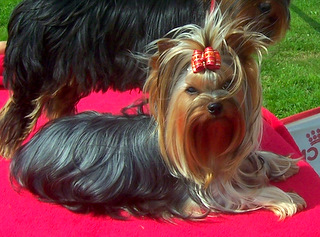 Elle ô Dolly du Mazeroux de la Source Dorée