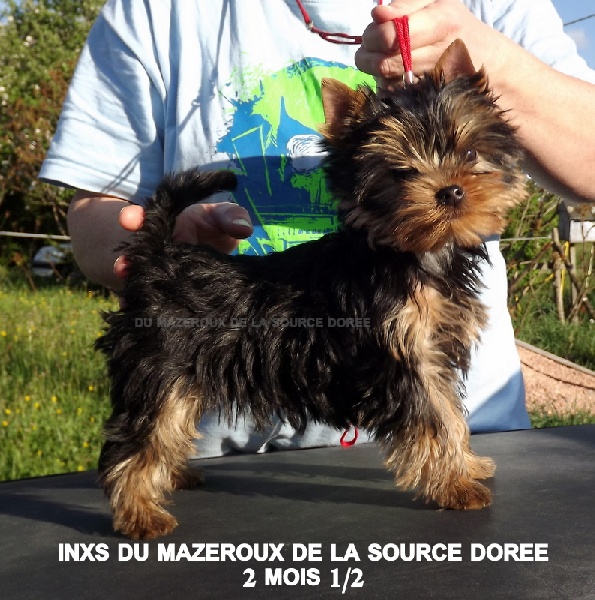 Inxs du Mazeroux de la Source Dorée