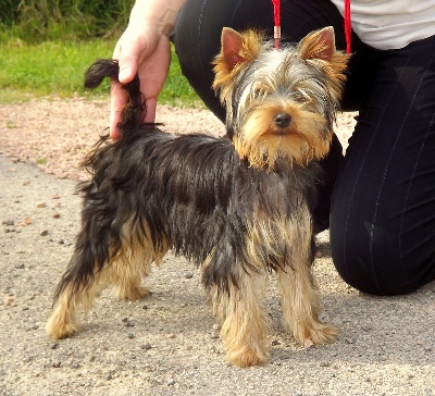 du Mazeroux de la Source Dorée - Hanz disponible, chiot de qualité.