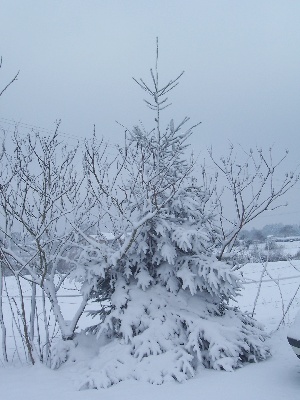 du Mazeroux de la Source Dorée - Ce matin 3 Décembre