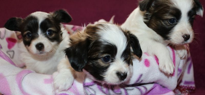 Chiot Epagneul nain Continental (Papillon) du Mazeroux de la Source Dorée