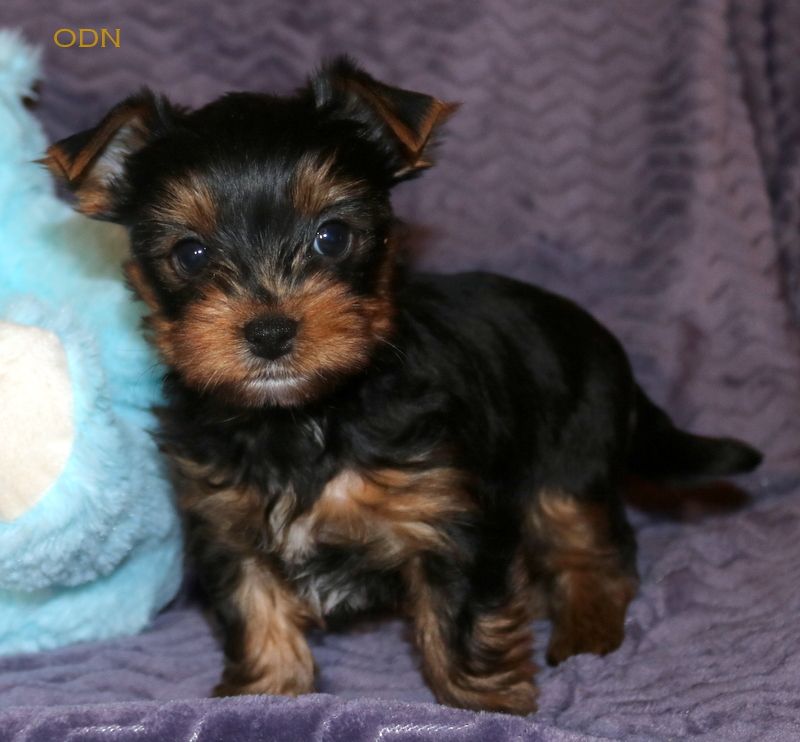 du Mazeroux de la Source Dorée - Chiots disponibles - Yorkshire Terrier